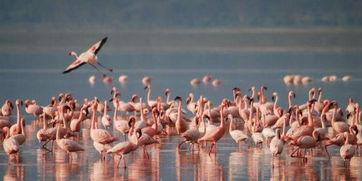 粉红色烈鸟在线观看,浪漫奇遇,在线观看的视觉盛宴 第3张 粉红色烈鸟在线观看,浪漫奇遇,在线观看的视觉盛宴 第3张