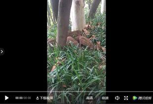 热心爆料视频在线观看,在线观看视频背后的故事  第3张